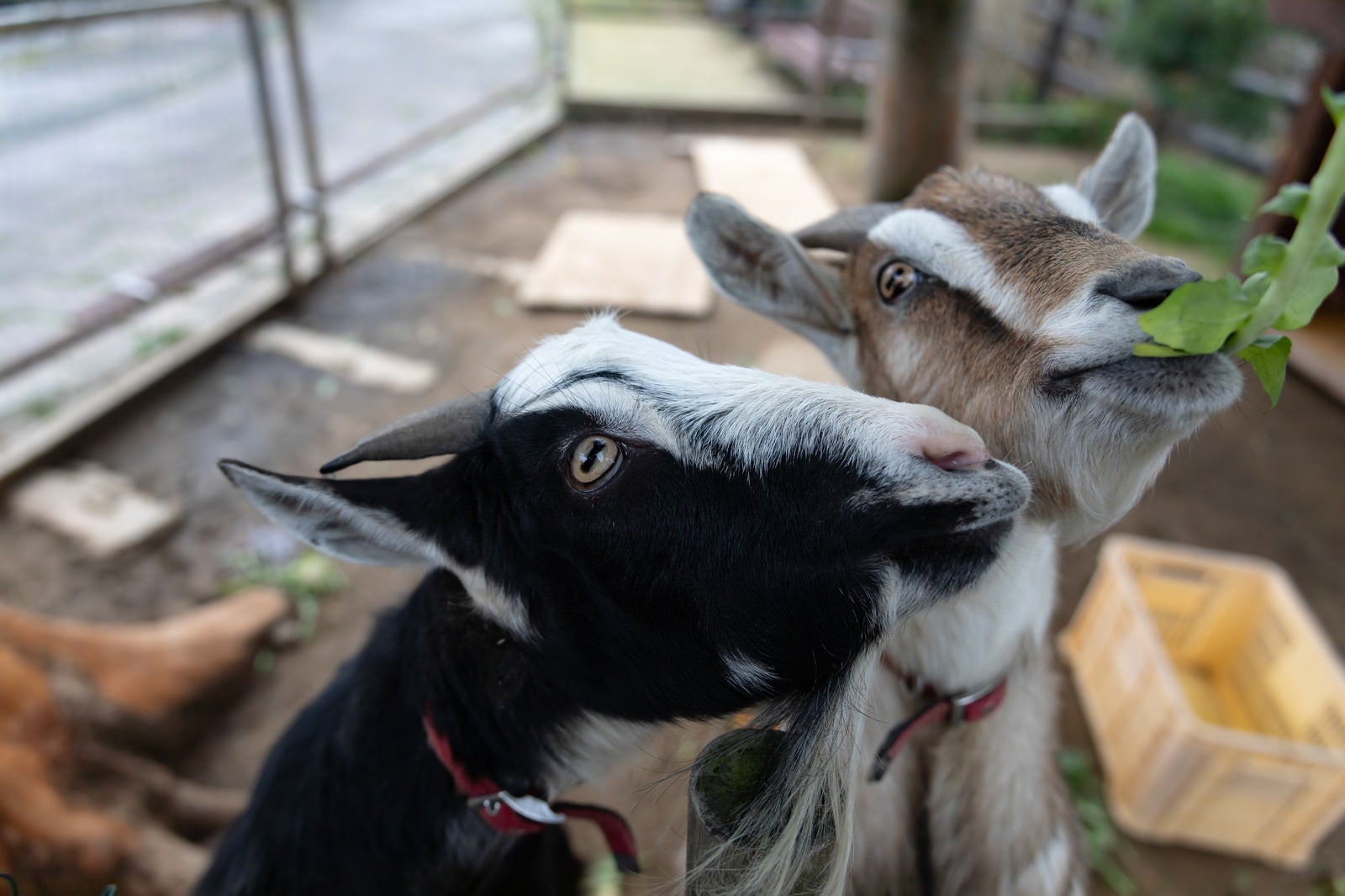 「無心で餌を食べるヤギ二頭」の写真
