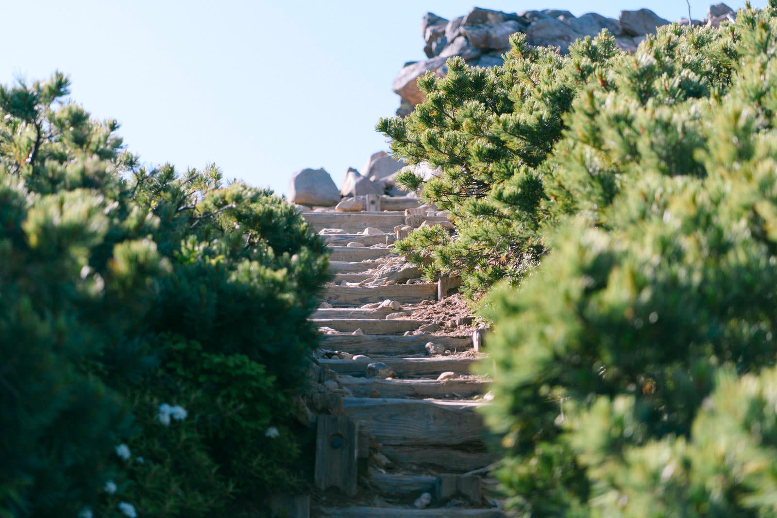「ハイマツ帯を登る階段」の写真