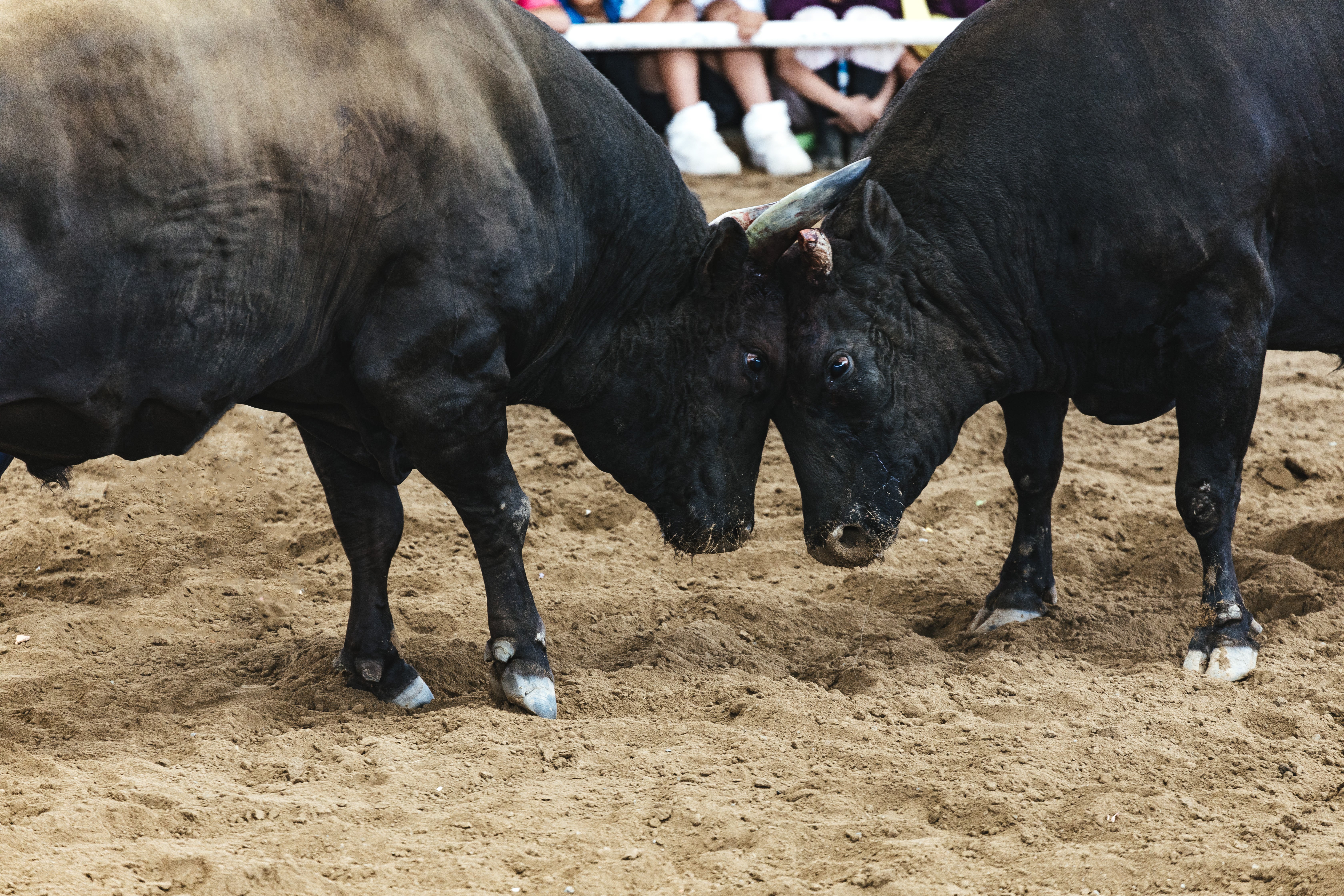 猛牛　闘牛　ブル　40x60cm 通販生活®「徳之島ザ 闘牛」名場面集DVD5枚セット｜【公式】カタログ
