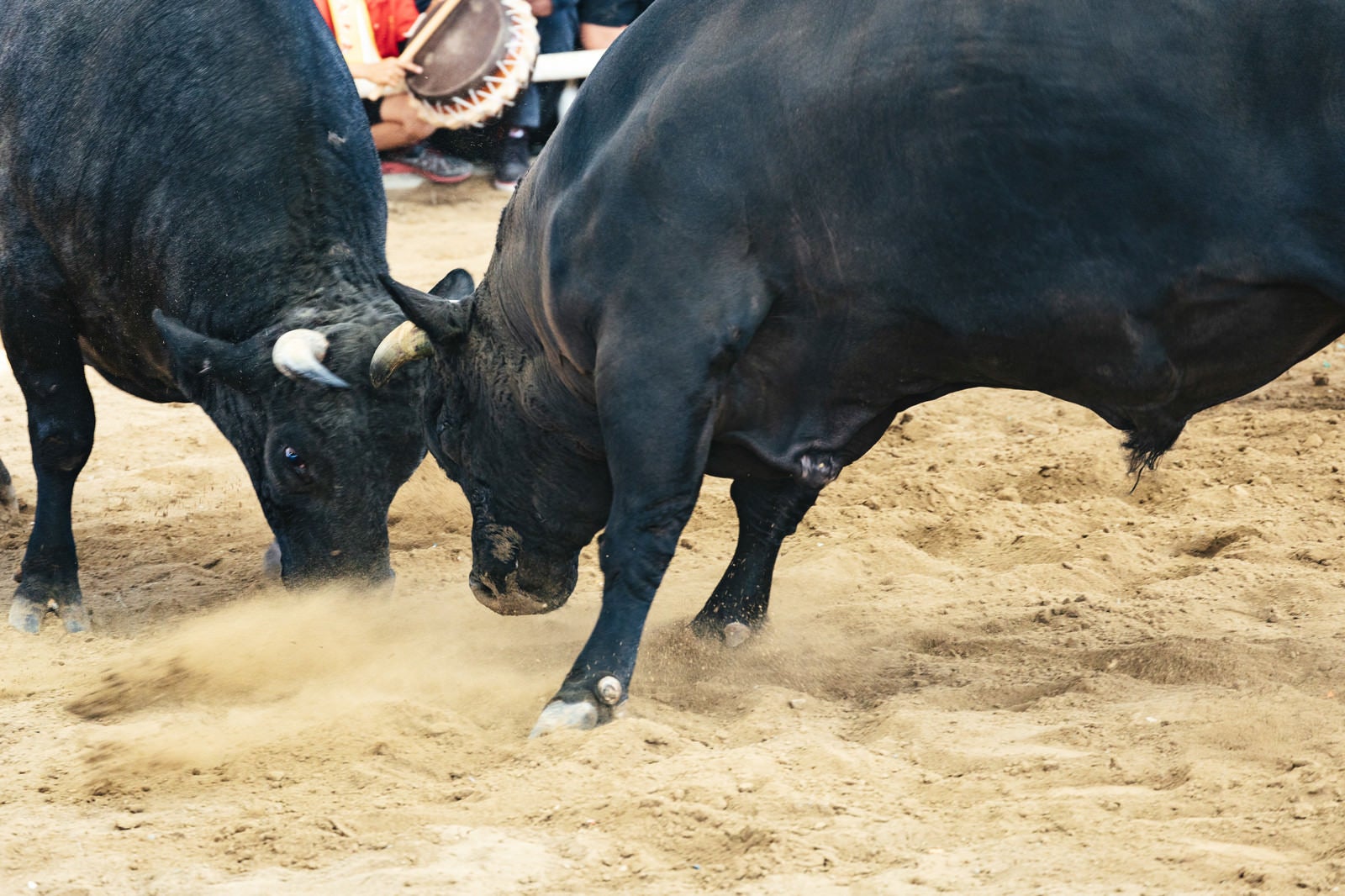 「徳之島なくさみ館で開催される闘牛の様子」の写真