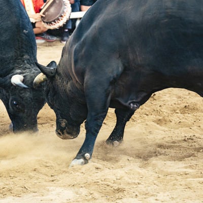 徳之島なくさみ館で開催される闘牛の様子の写真