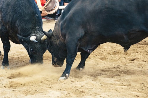 徳之島なくさみ館で開催される闘牛の様子の写真