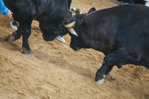 激突する二頭の雄牛（闘牛の様子）の写真