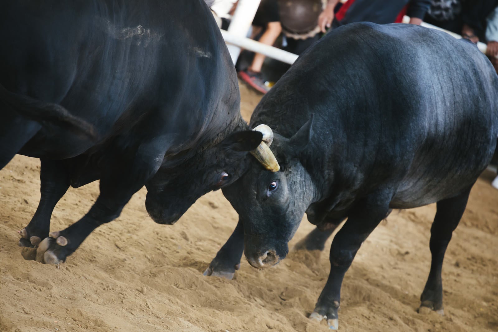 「徳之島で開催される闘牛」の写真