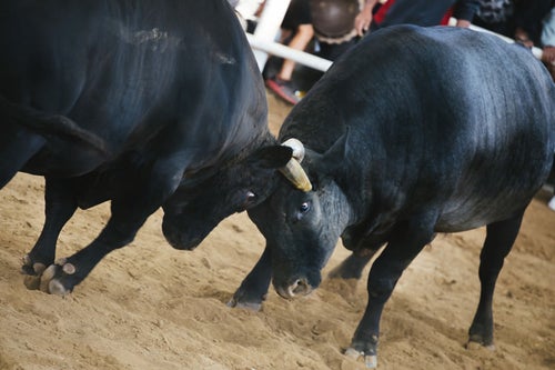 徳之島で開催される闘牛の写真
