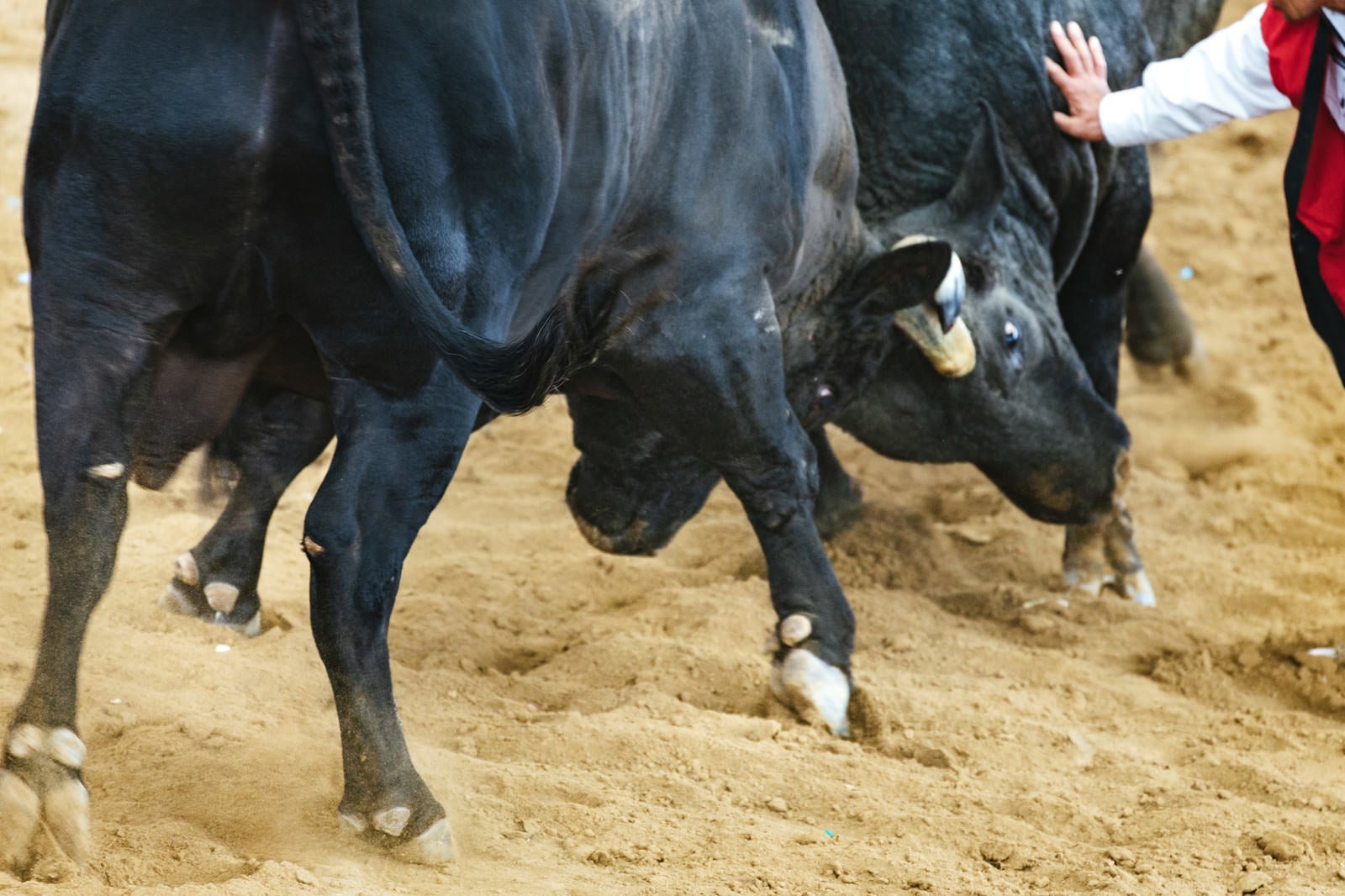「猛進する牛（闘牛）」の写真