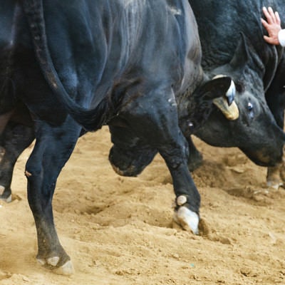 猛進する牛（闘牛）の写真
