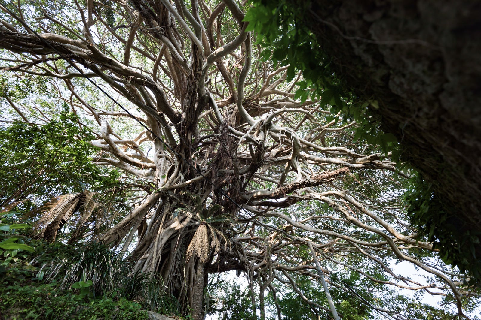 「徳之島のガジュマルの巨木（樹齢300年）」の写真