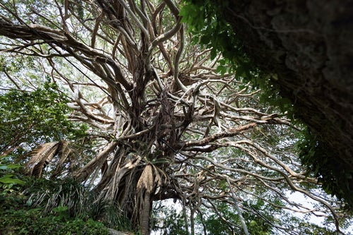 徳之島のガジュマルの巨木（樹齢300年）の写真