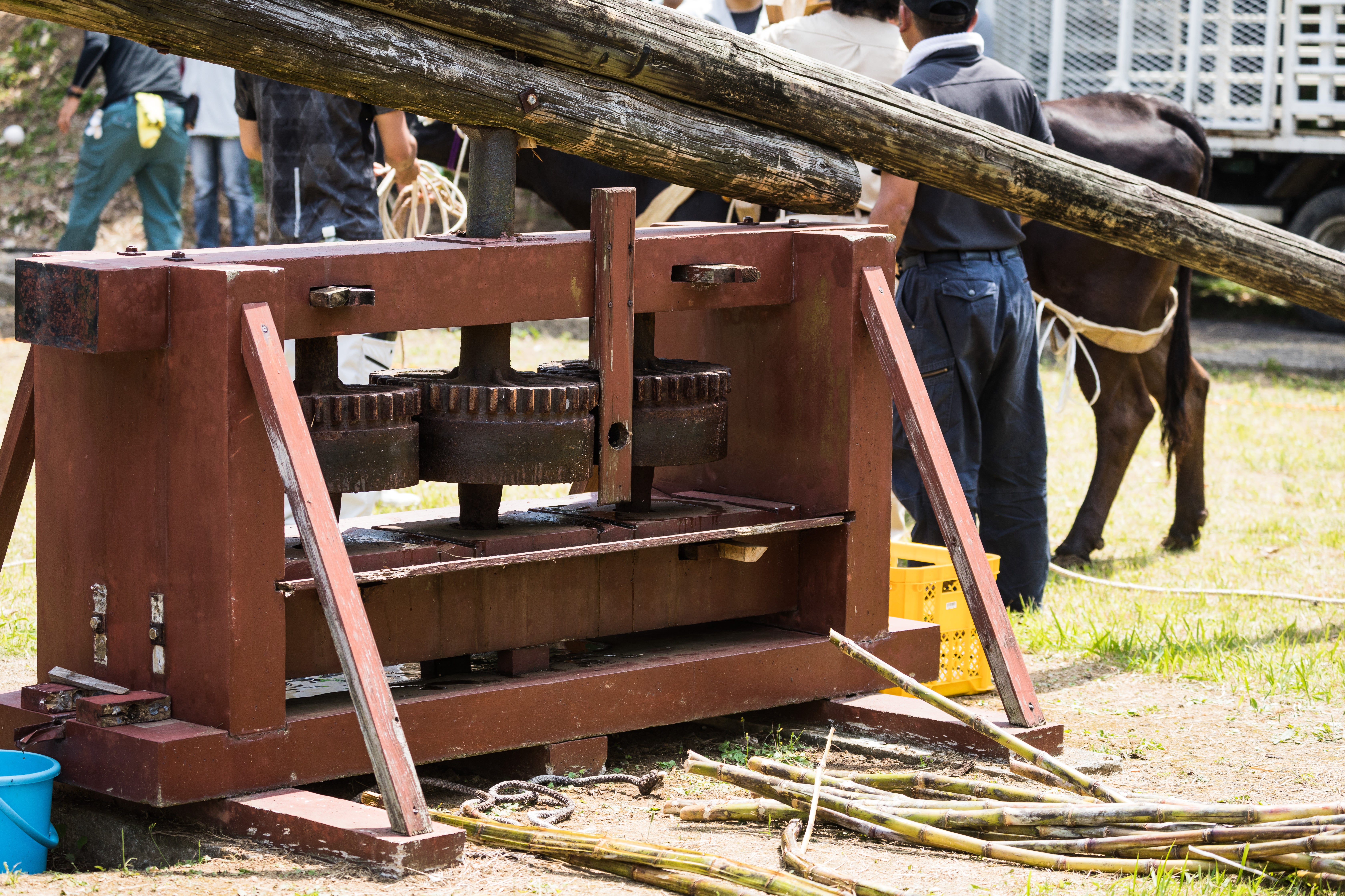 tokunoshimaIMGL4224.jpg?&