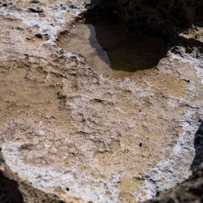 干潟で乾燥した天然塩の結晶の写真