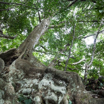 地表近くを横に根を張る巨木「オキナワウラジロガシ」の写真