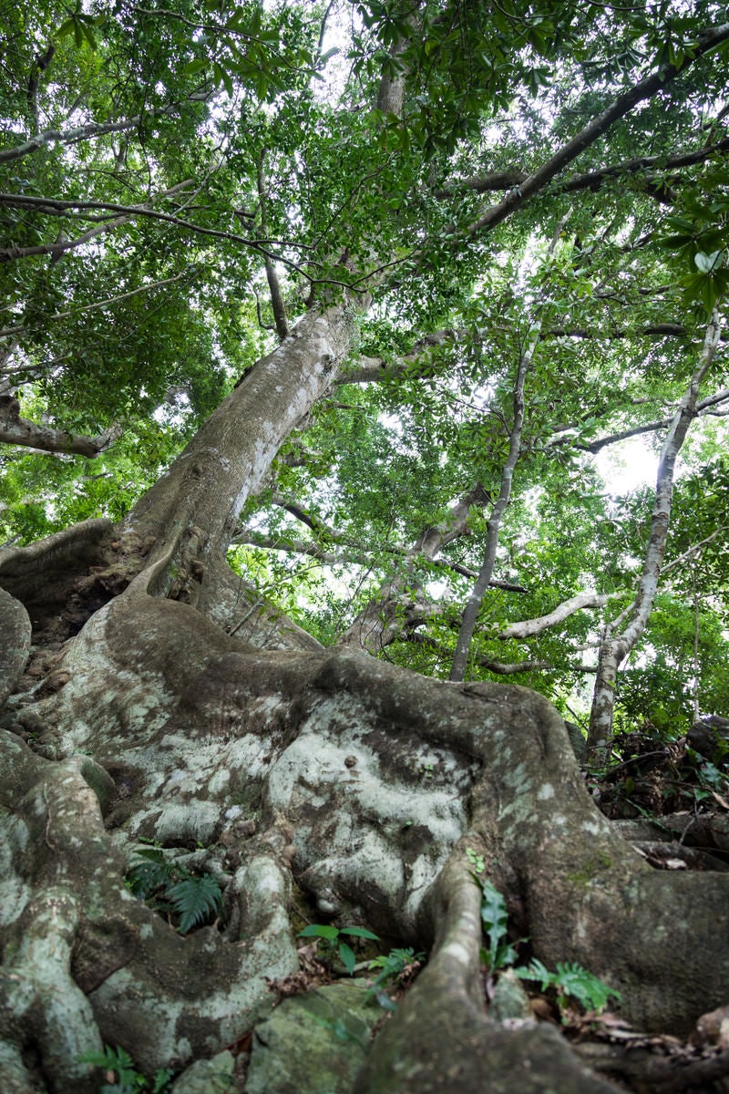 「地表近くを横に根を張る巨木「オキナワウラジロガシ」」の写真