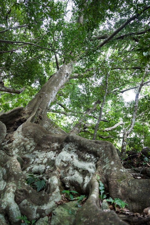 地表近くを横に根を張る巨木「オキナワウラジロガシ」の写真