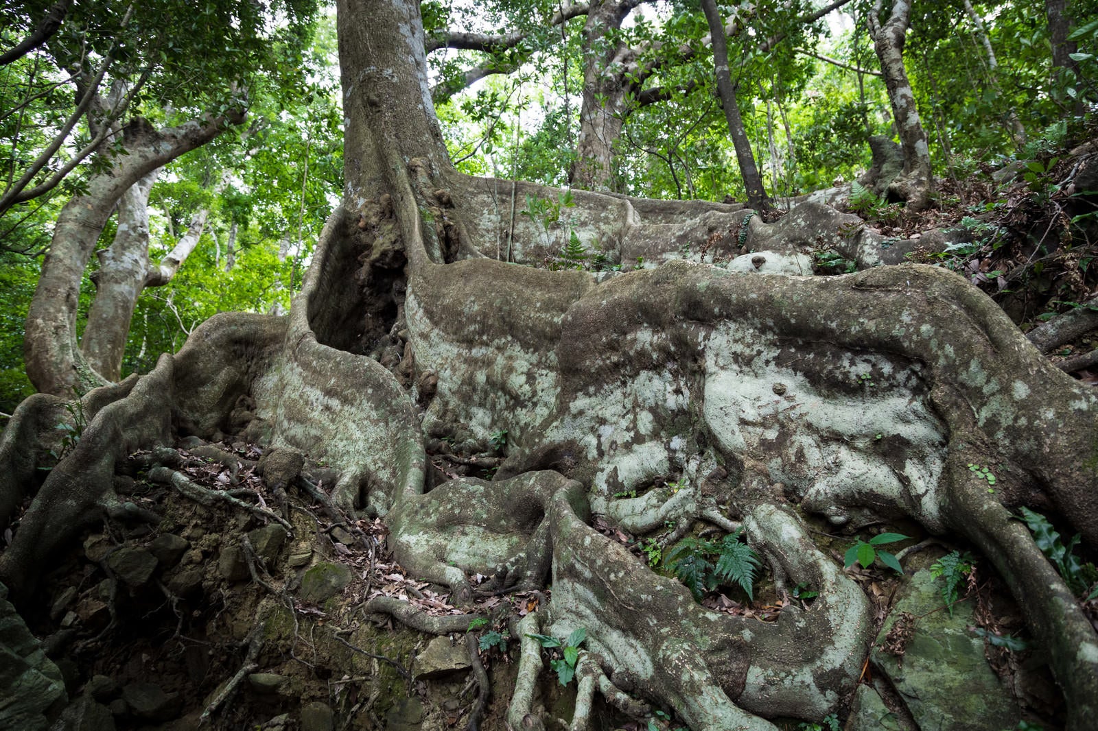 「分厚い根が特徴なオキナワウラジロガシ（徳之島）」の写真