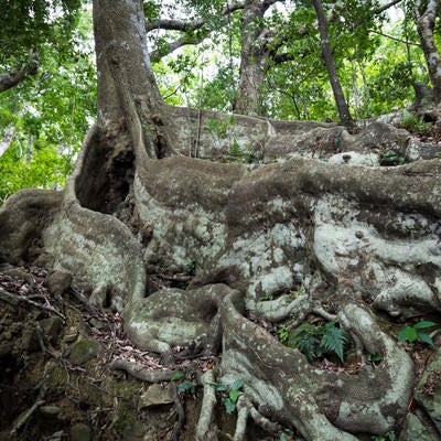 分厚い根が特徴なオキナワウラジロガシ（徳之島）の写真