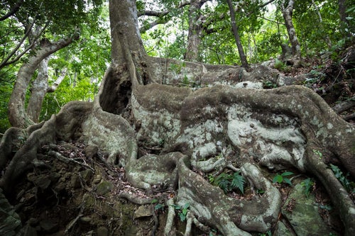 分厚い根が特徴なオキナワウラジロガシ（徳之島）の写真