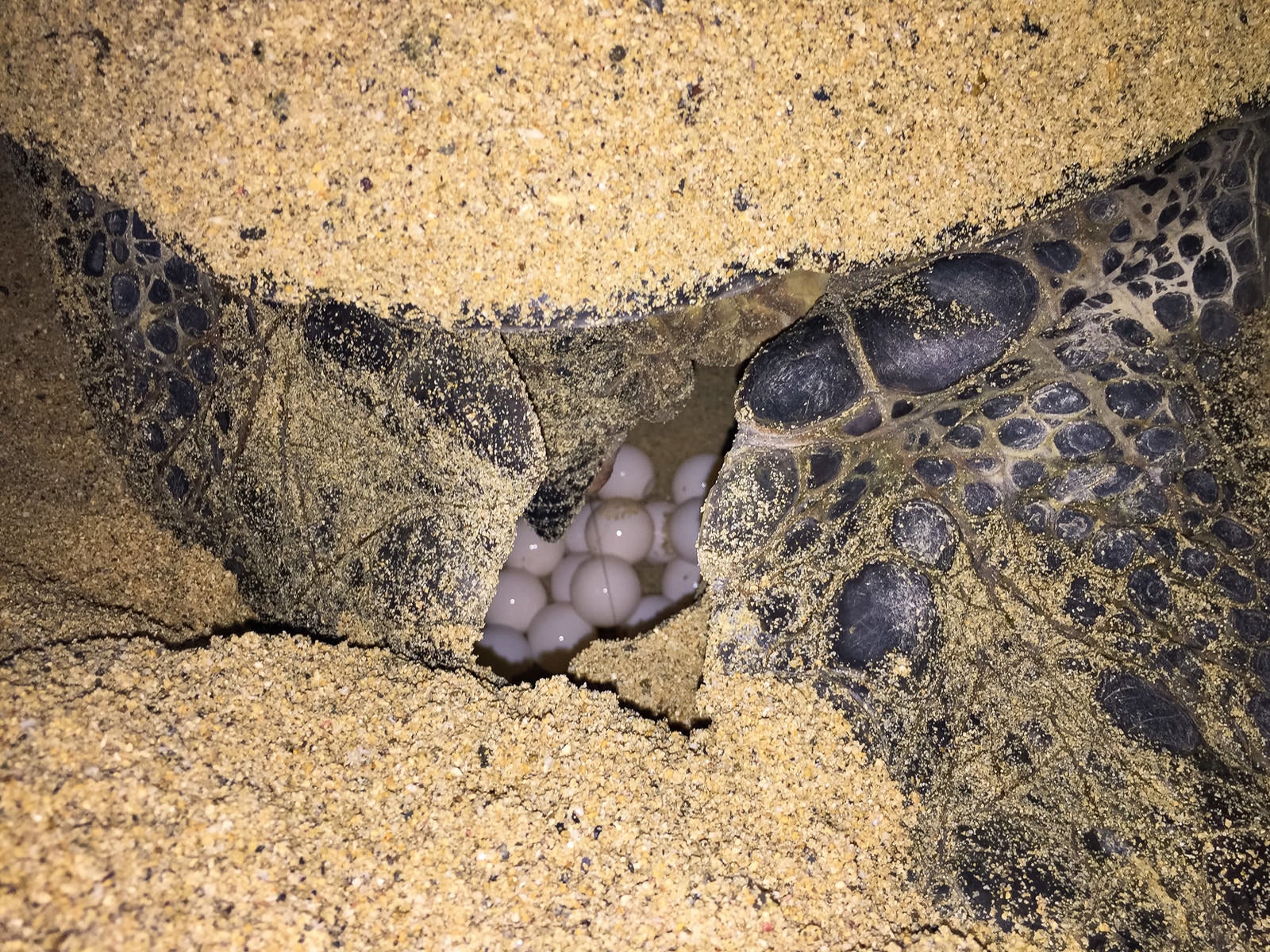「砂浜に卵を生むウミガメの様子」の写真