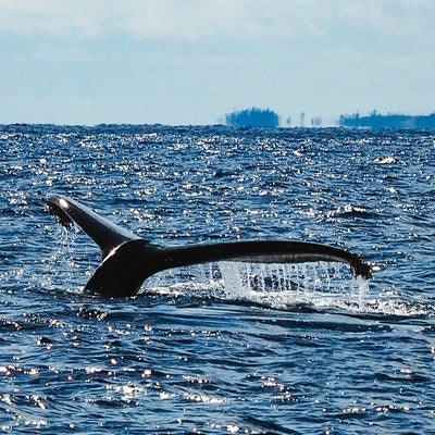 ザトウクジラの尾びれ（徳之島）の写真