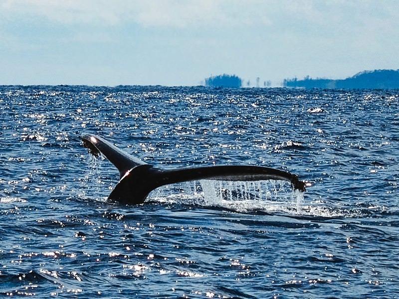 ザトウクジラの尾びれ（徳之島）の写真