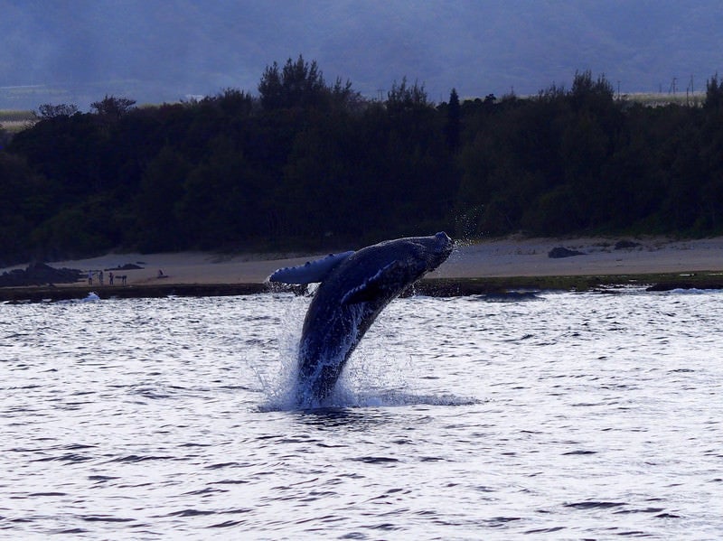 ザトウクジラのジャンプ（徳之島）の写真