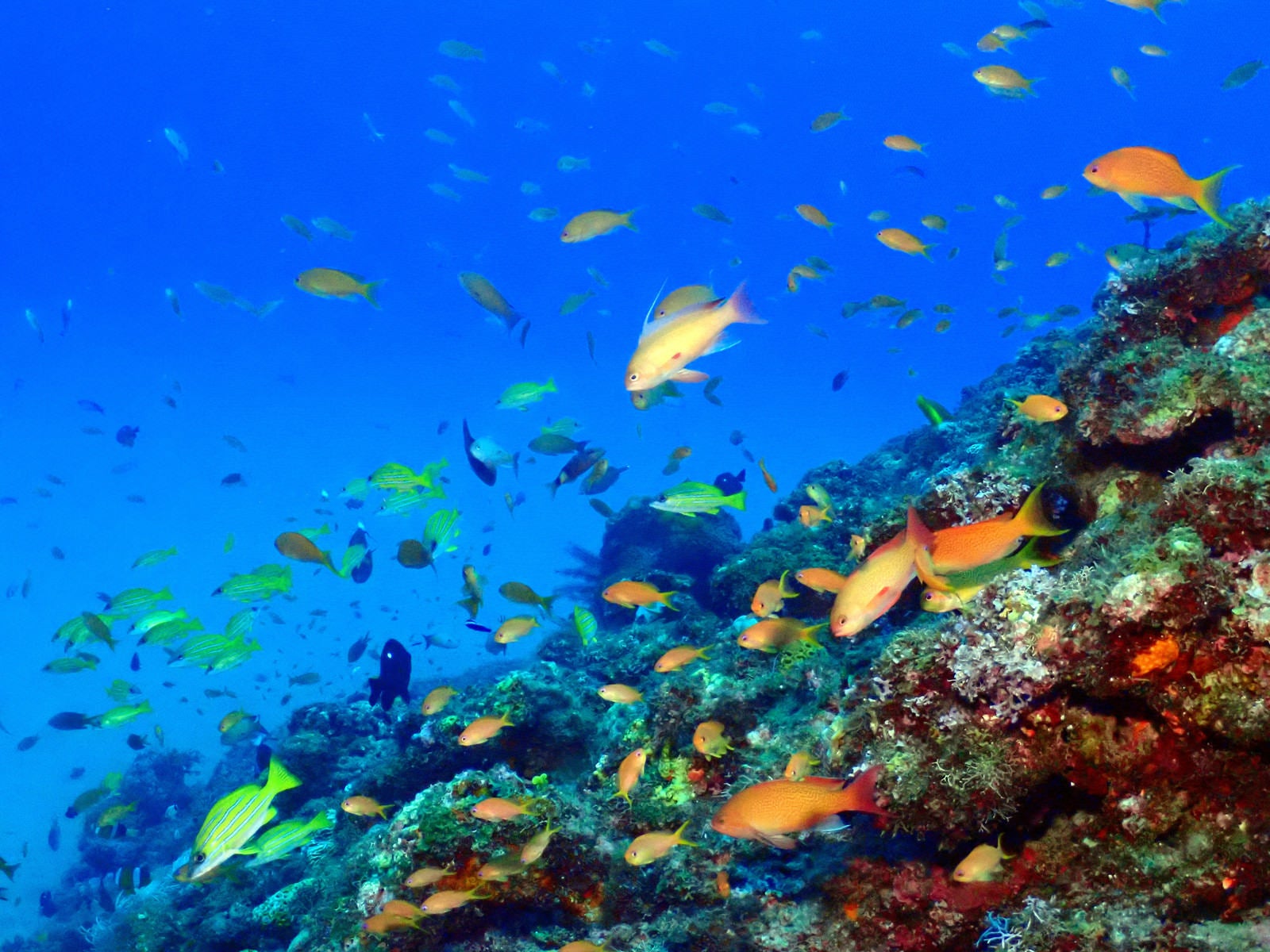 「徳之島の熱帯魚」の写真