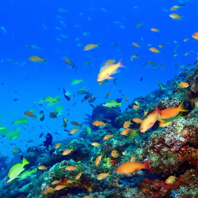 徳之島の熱帯魚の写真