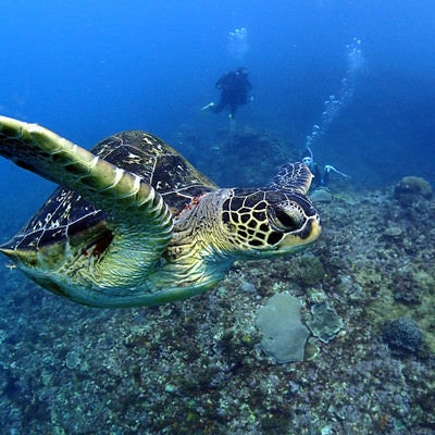 徳之島の海を泳ぐウミガメの写真