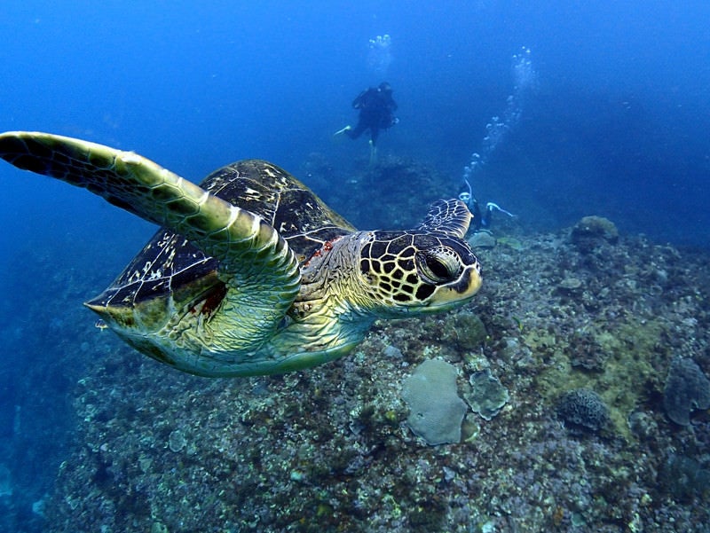 徳之島の海を泳ぐウミガメの写真