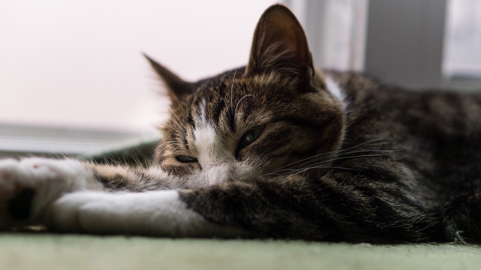 「眠くて力尽きそうな猫」の写真