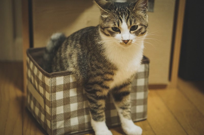 猫ボックスに箱入りの写真