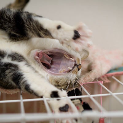 口をあけて大きなあくびをする猫の写真