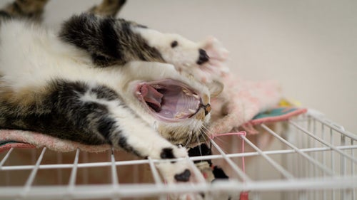 口をあけて大きなあくびをする猫の写真
