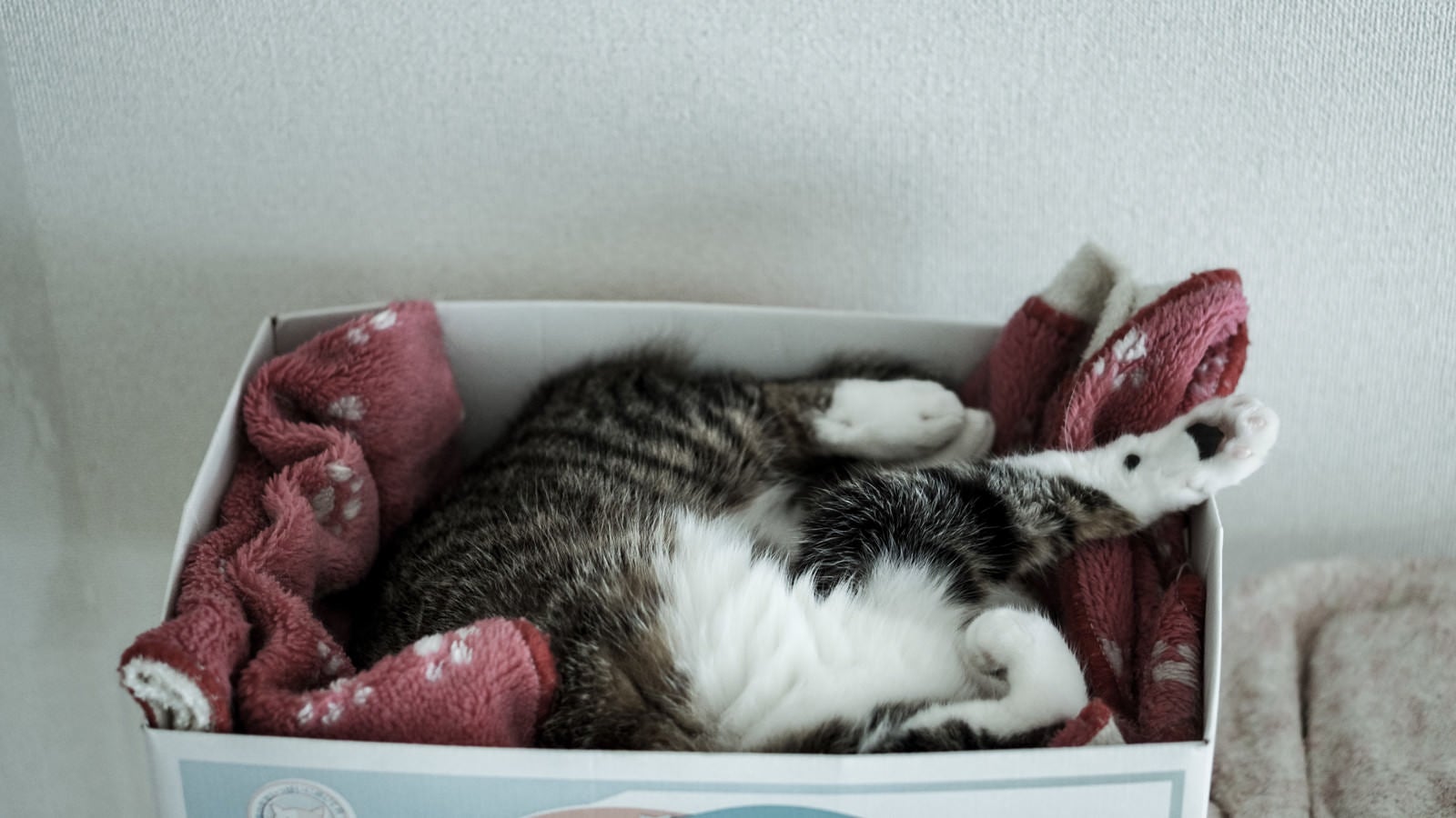 「箱の中で丸くなる猫」の写真