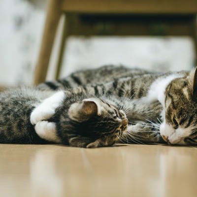 スキンシップ中の猫（親猫と子猫）の写真