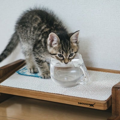 お水を飲む子猫の写真