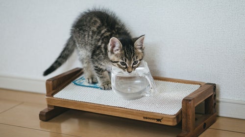 お水を飲む子猫の写真