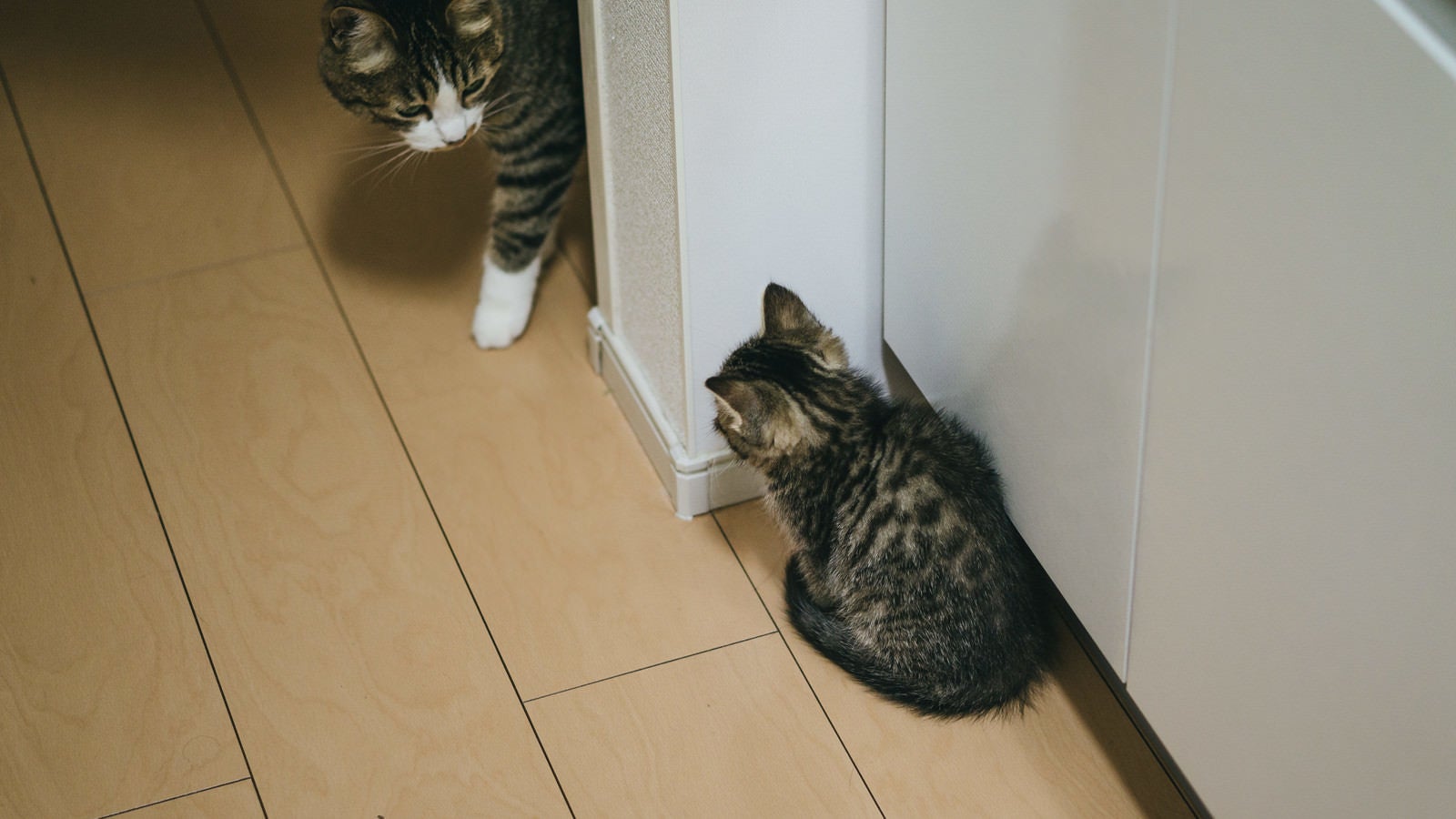 「親猫に怯える子猫」の写真