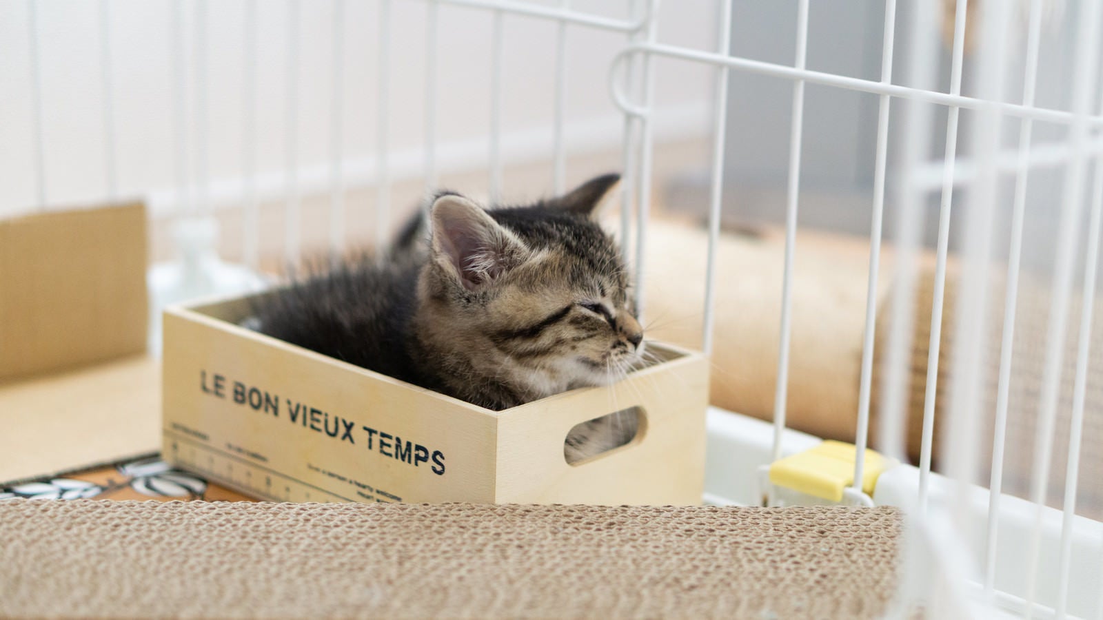 「小さいボックスに入る子猫」の写真