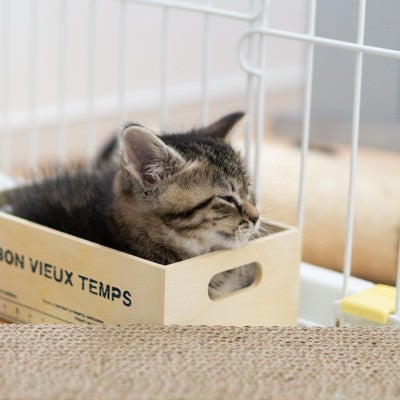 小さいボックスに入る子猫の写真