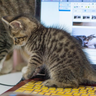 子猫が作業の邪魔をしてくるの写真