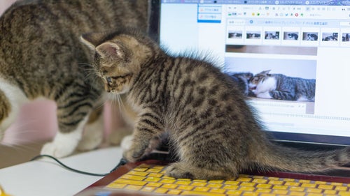 子猫が作業の邪魔をしてくるの写真