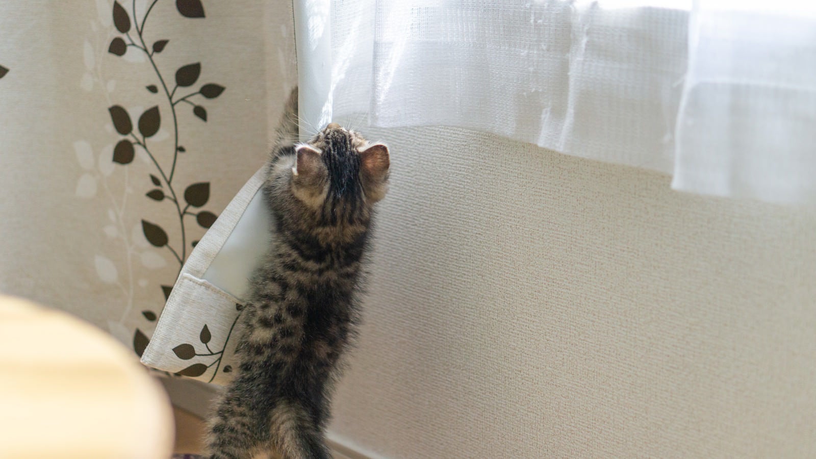 「カーテンにしがみつく子猫」の写真
