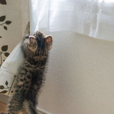 カーテンにしがみつく子猫の写真