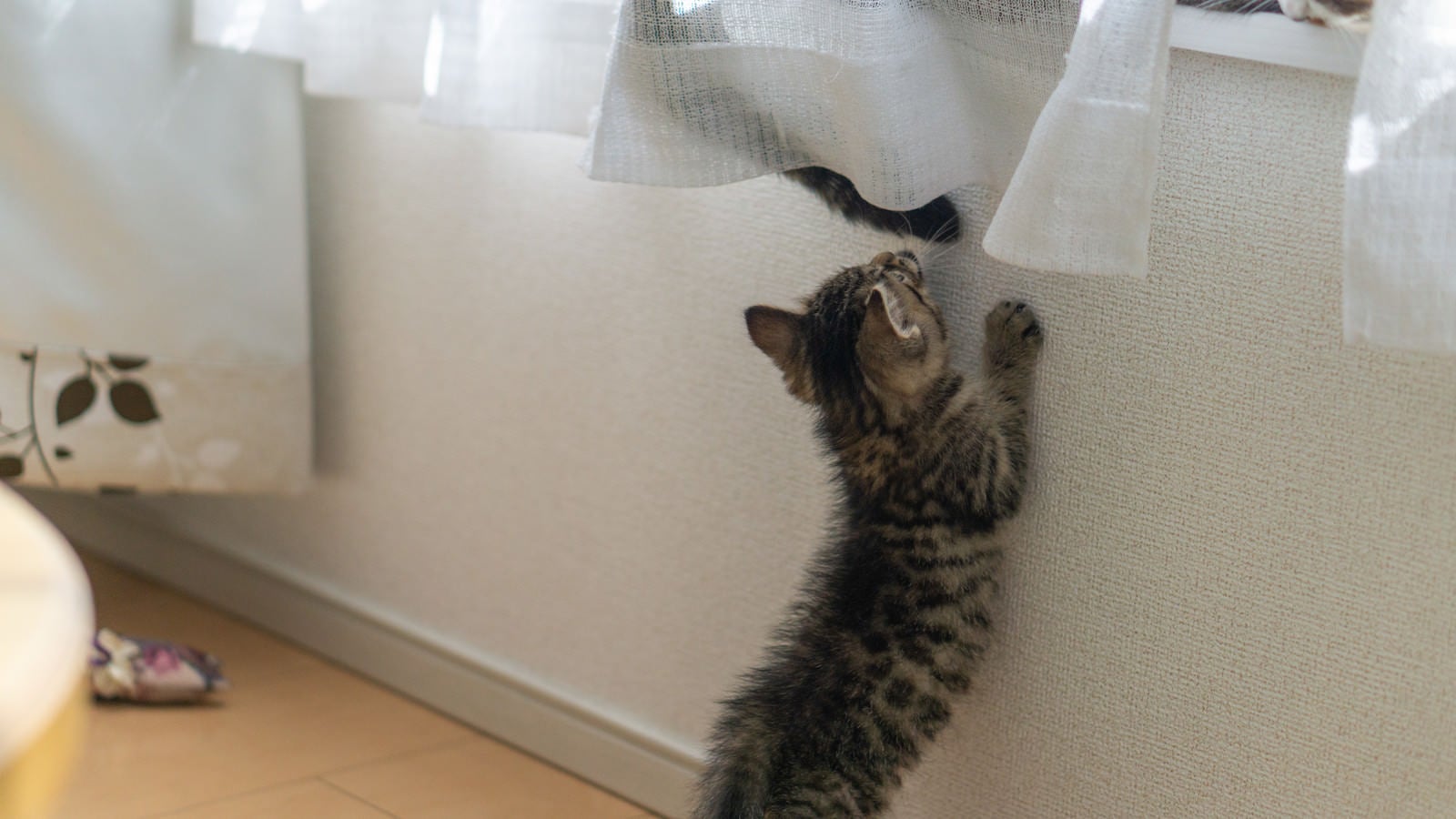 「親猫のように窓際に乗りたい子猫」の写真