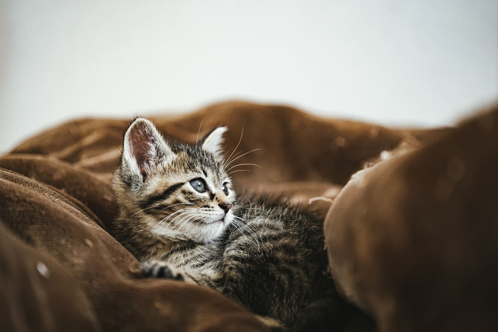 「起き上がる子猫」の写真