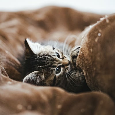 毛布に包まる子猫の写真