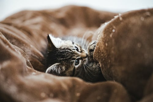 毛布に包まる子猫の写真