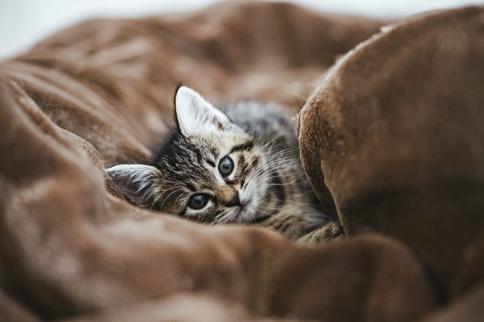 「ごろ寝したそうに見つめてくてるうるうる子猫」の写真