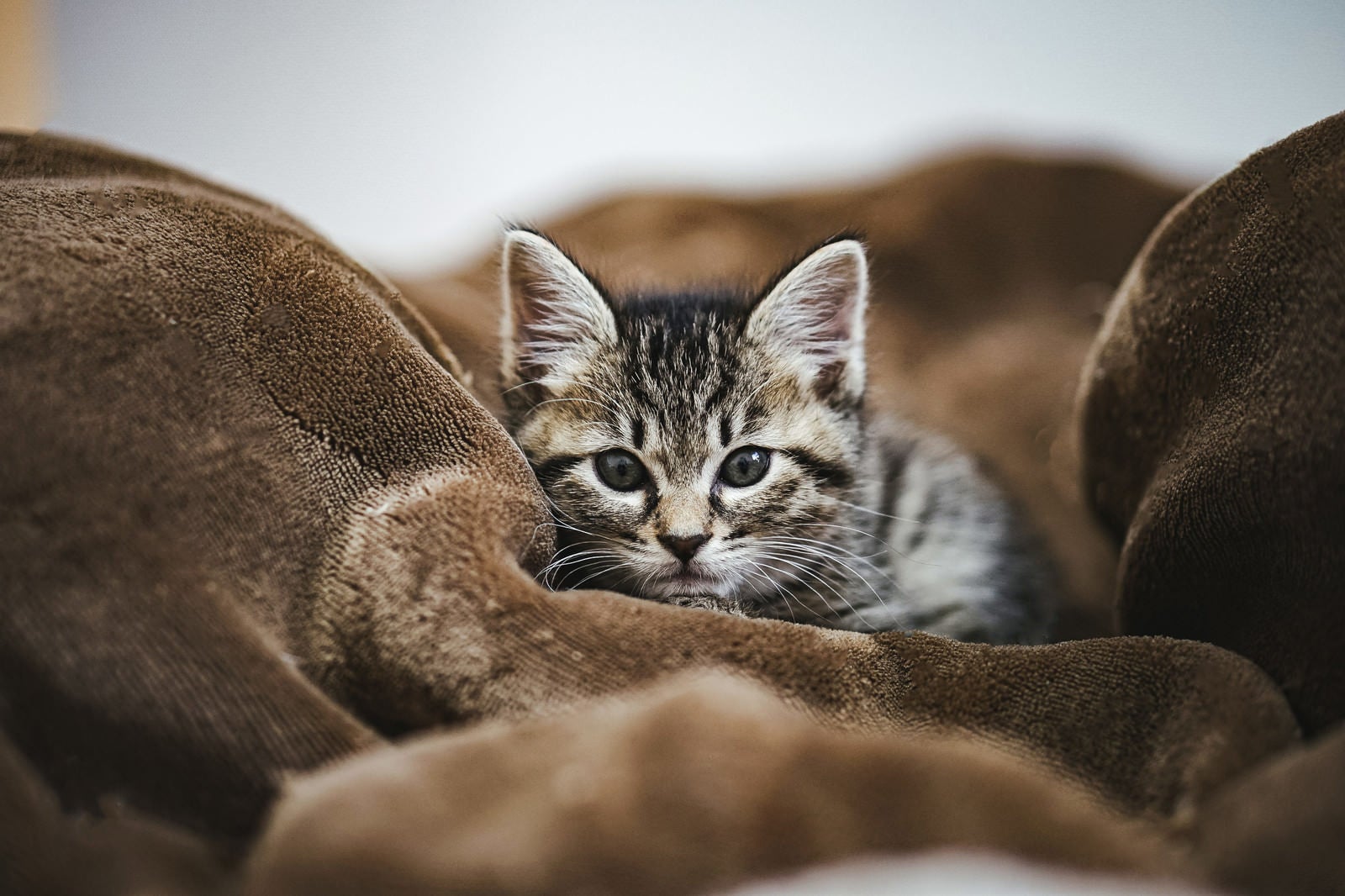 「毛布でしょんぼり子猫」の写真
